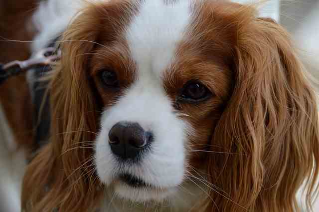 Cavalier King Charles Spaniel Face