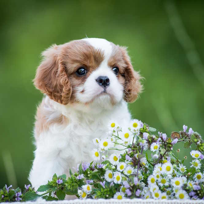 A cute Cavalier King Charles Spaniel puppy sitting behind daisy flowers