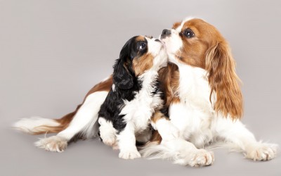 Two young Cavalier King Charles Spaniels