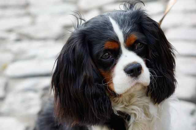 The ultimate lap dog, the Cavalier King Charles Spaniel will charm everyone in his path.