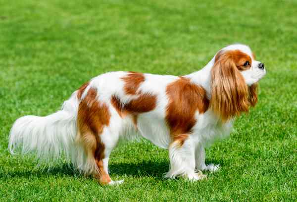 Cavalier king charles spaniel hot sale pounds