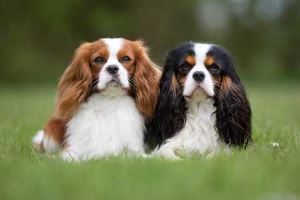Cavalier King Charles Spaniel:  Friendly, sweet, gentle,  Moderate need for exercise;  Ease of Training is Average