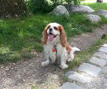 Cavalier King Charles Spaniel