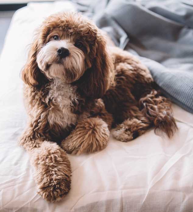  Cavoodle 