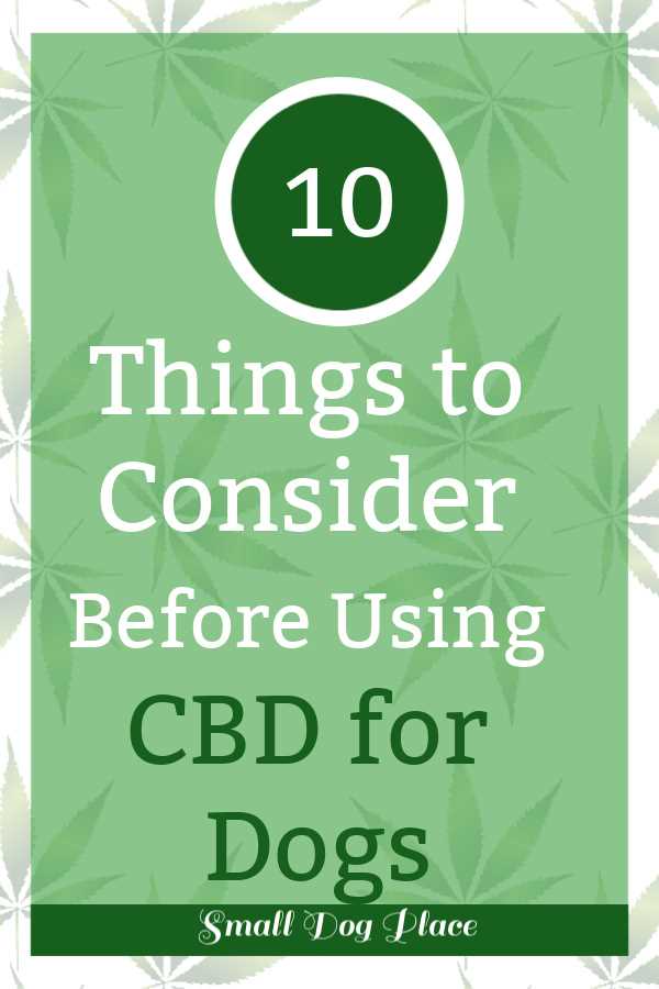 CBD For Dogs:  10 Things to Consider before Giving CBD to Your Dog