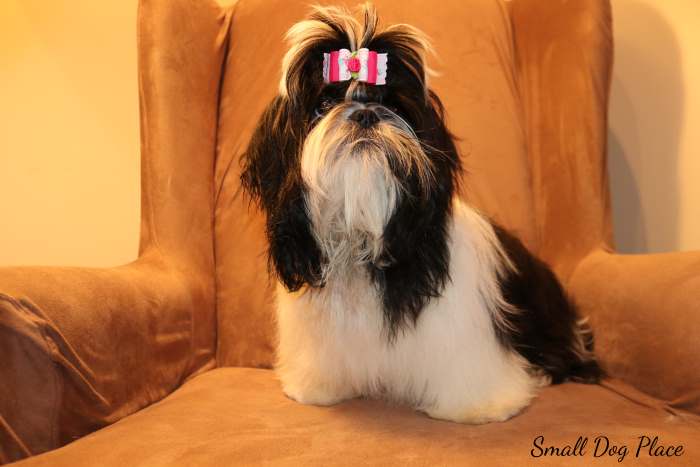 A Black and white Shih Tzu is sitting on a brown chair.
