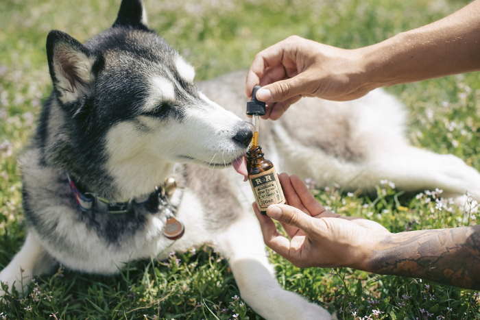 A young husky is licking a bottle of CBD oil