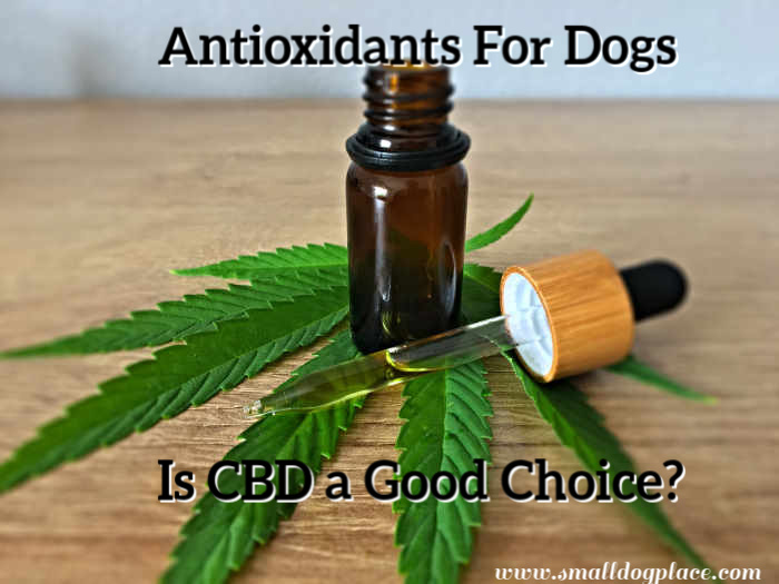 Does CBD have antioxidant properties? Hemp leaf with a brown vial with a dropper is shown
