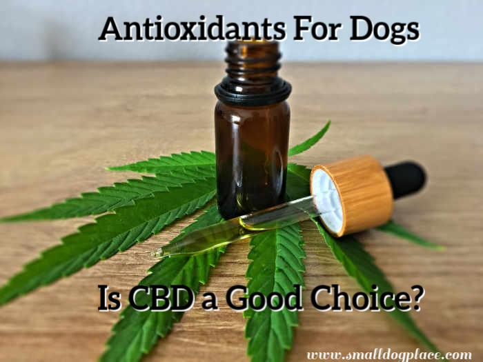 Does CBD have antioxidant properties?  Hemp leaf with a brown vial with a dropper is shown