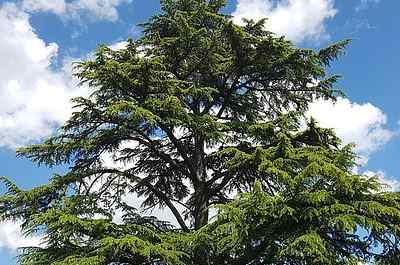 Cedarwood Oil for Dogs Cedarwood Oil for Dogs