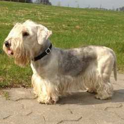 Cesky Terrier