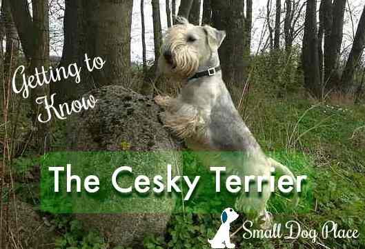 The Cesky Terrier