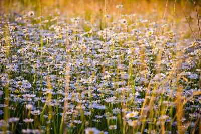 Chamomile Oil, Essential Oils for Dogs Chamomile Oil, Essential Oils for Dogs