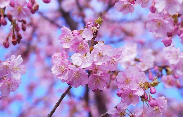 Cherry Blossoms in the Springtime Japan