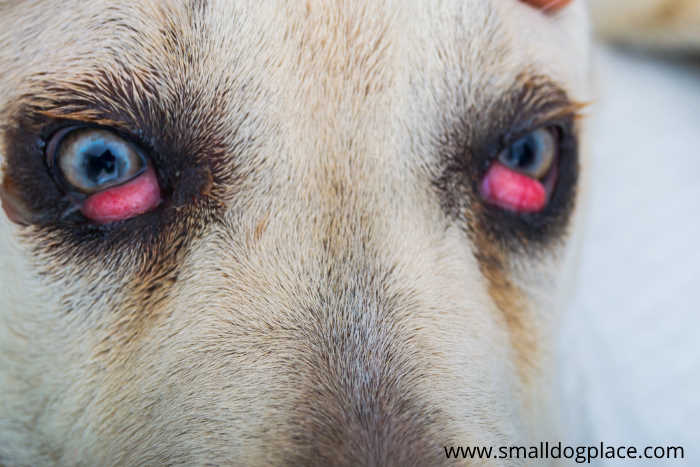 Cherry eye dog treatment