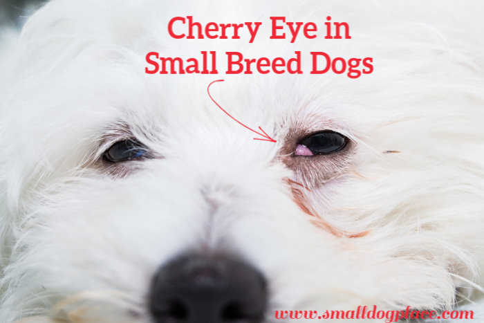 is dog cherry eye contagious