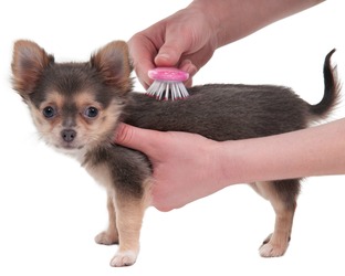 A small puppy is being brushed