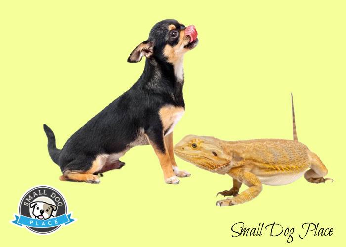 Dog and bearded sales dragon