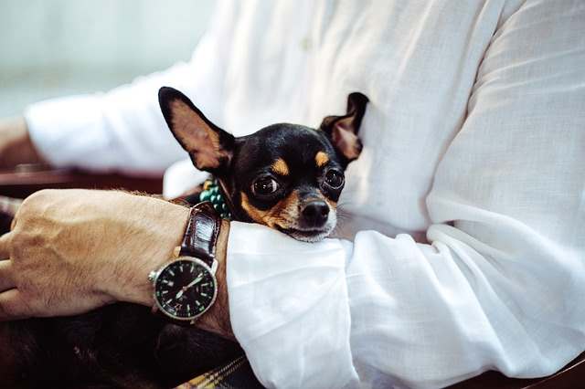 A man is holding his small Chihuahua