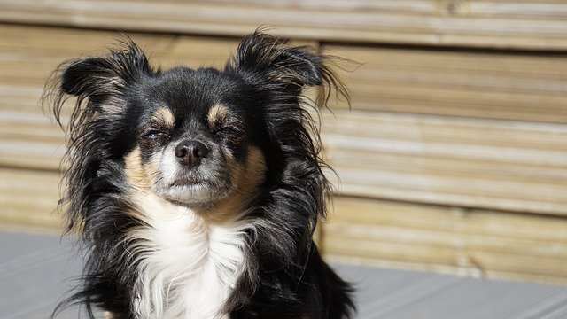 small breed long hair dogs