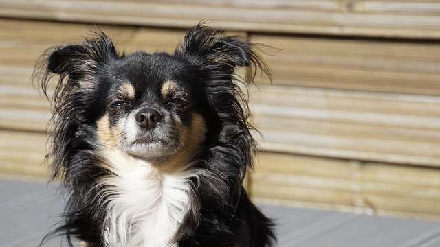 long haired dogs small