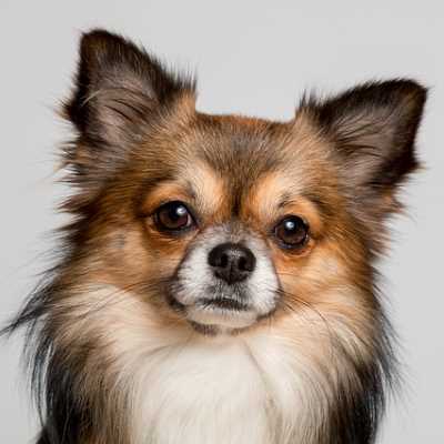 Longhair Chihuahua