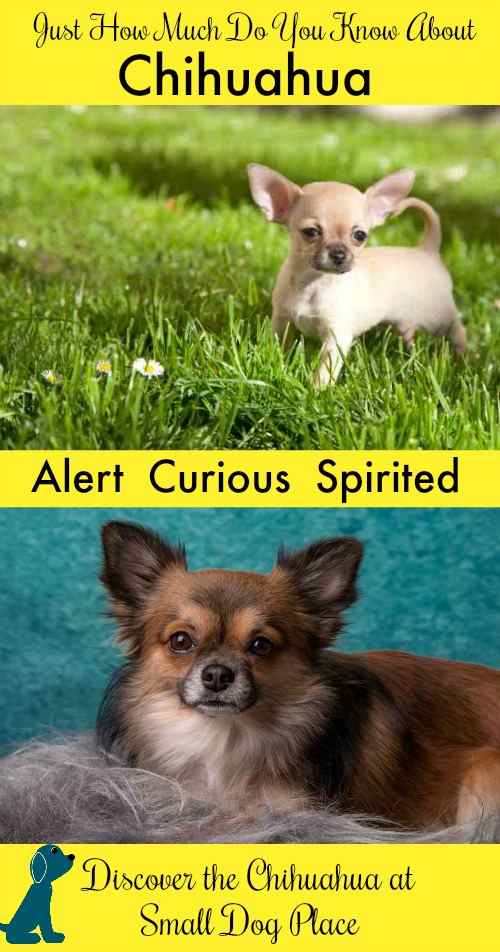 Chihuahua are graceful, alert and loyal but are they the right breed for you?
