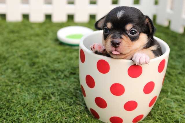 A Chihuahua puppy resting in a teacup