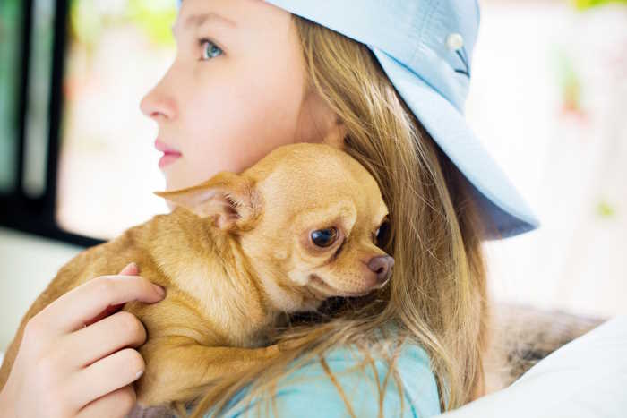 Young girl is holding a small Chihuahua