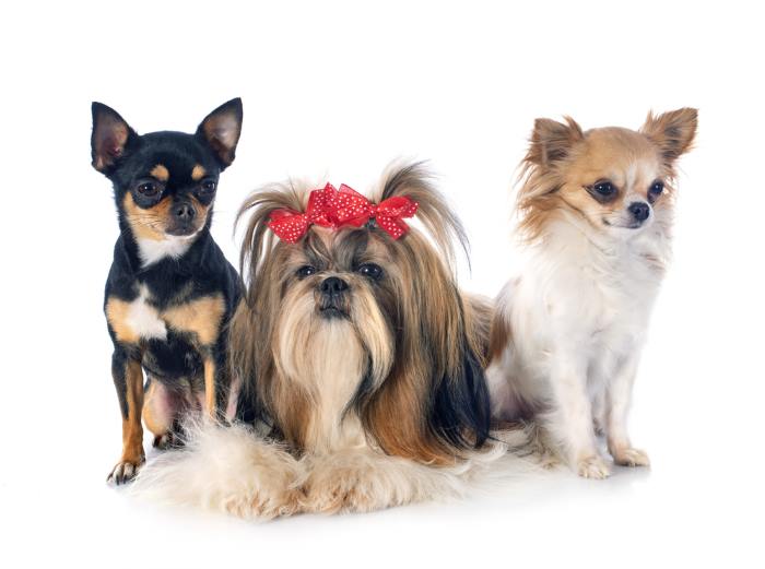 chihuahua cross with shih tzu