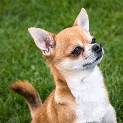 Shorthaired Chihuahua