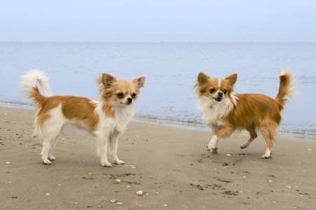 Long haired Chihuahua on the Beach