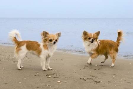 Long haired Chihuahua on the Beach Long haired Chihuahua on the Beach