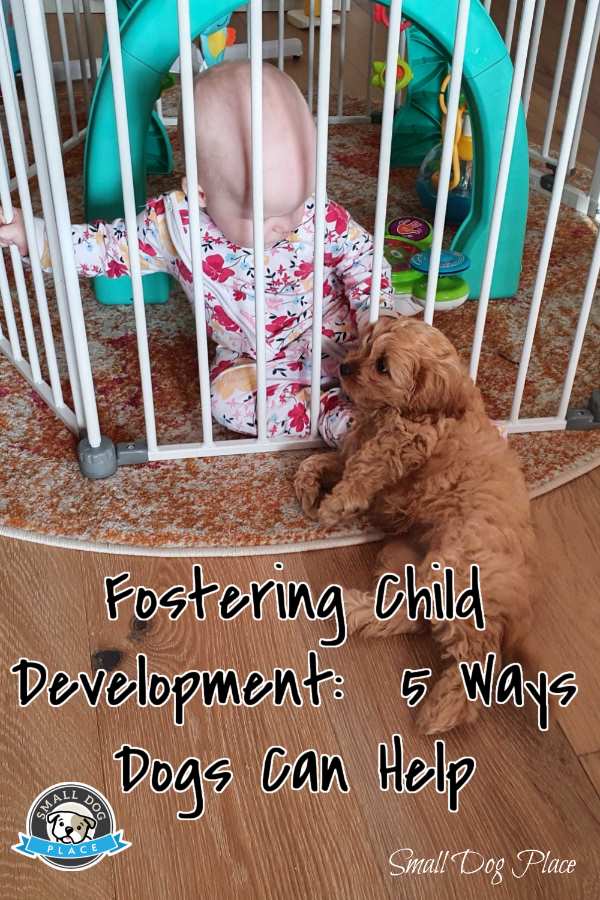 A young toddler is interacting with her little puppy.