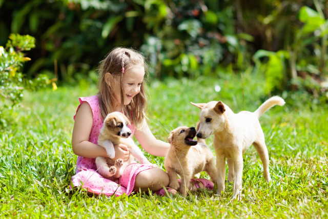A young girl is playing with three puppies.