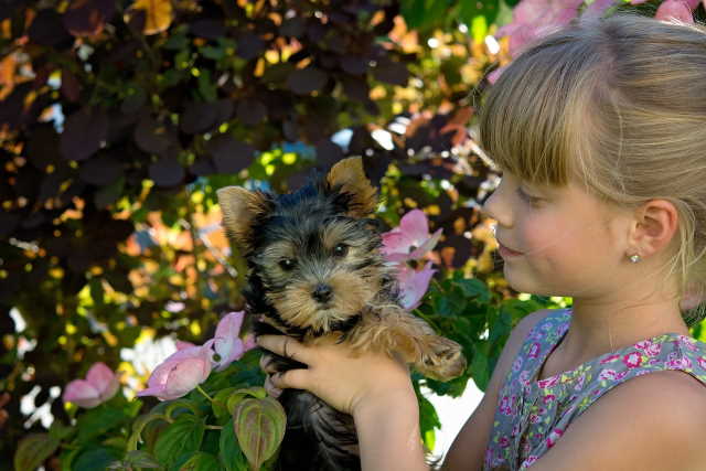 A young girl is holding a Yorkshire Terrier puppy.
