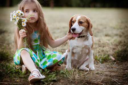 A young girl is holding some daisies while petting a beagle dog.