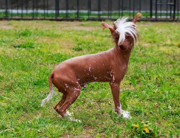 The Chinese Crested Dog