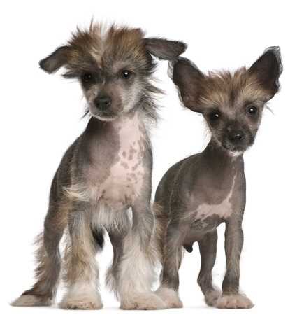 Eight Week Old Chinese Crested Puppies