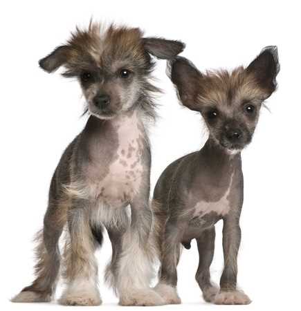 Eight Week Old Chinese Crested Puppies Eight Week Old Chinese Crested Puppies