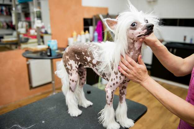 A Chinese Hairless Dog is being professionally groomed.