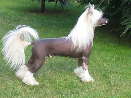 Chinese Crested Hairless Chinese Crested Hairless dog is standing in the grass