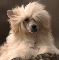 chinese-crested-powderpuff-250.jpg
