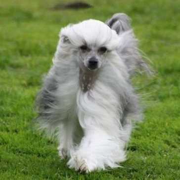 Chinese Crested (Powderpuff)