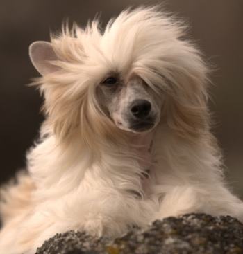 Chinese Crested (Powderpuff)