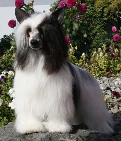 chinese crested mixed with poodle