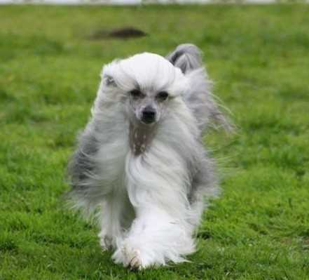 Chinese Crested Powderpuff walking on a field of grass