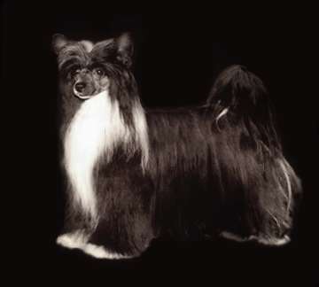 chinese crested powder puff black and white