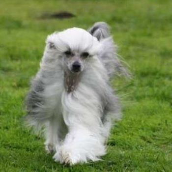 Chinese Crested Powderpuff