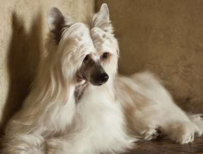 powder puff dog breed